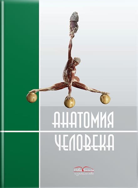Анатомия человека. — 2-е изд. // Черкасов В.Г., Кравчук С.Ю.
